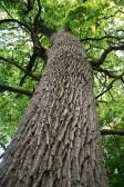 tree-the-spine-nikuwka080700040