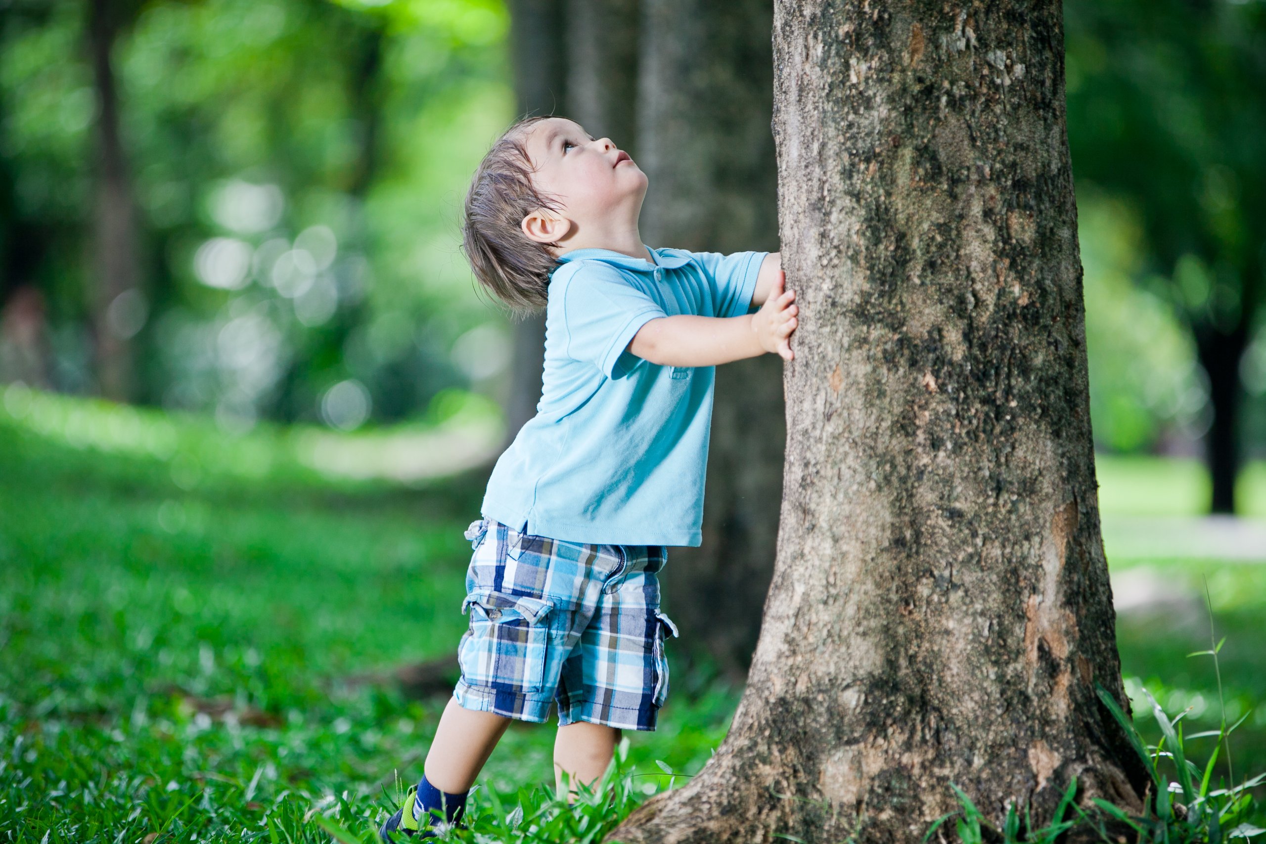 Toddler in blue t-shirt and plaid knee=length shorts and blue sandals is trying to shake a solid tree-trunk